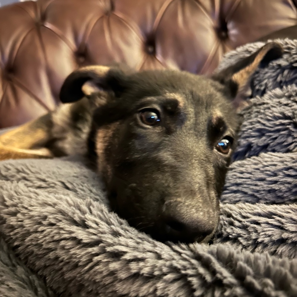 Meet your Posher, Sydney